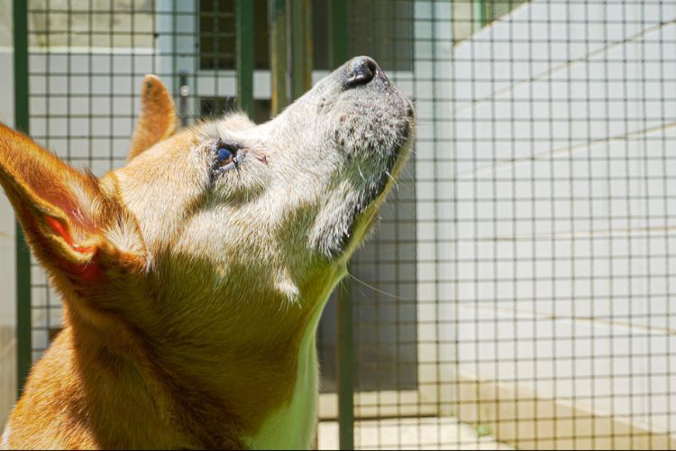 Prefeitura realiza segunda edição do Cuida Pet SP com serviços gratuitos para combater maus-tratos e abandono de animais